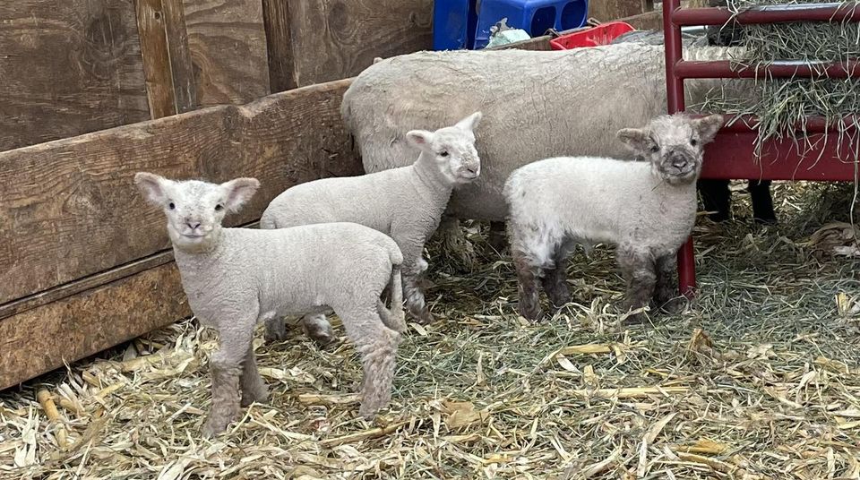 Sheep Petting Zoo